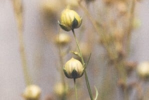 Image without a name