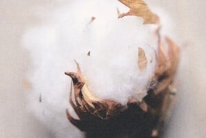 Image without a name