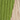 Green/Ecru