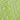 Pistachio Green